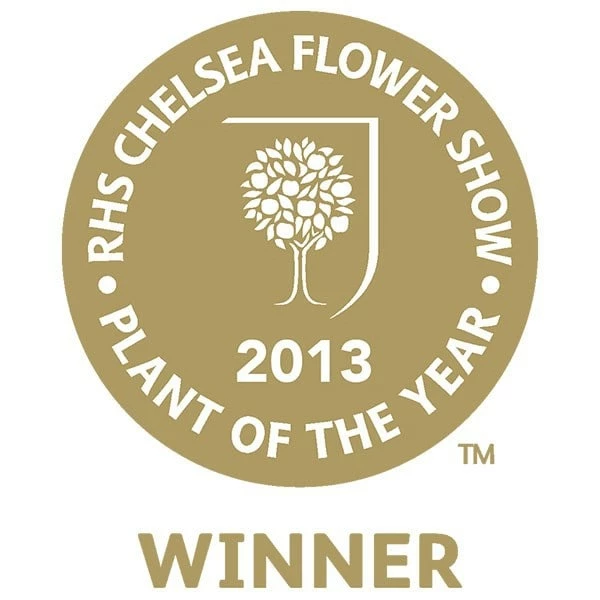 Mahonia Eurybracteata Subsp. Ganpinensis 'Soft Caress' (PBR) 5 Mahonia Eurybracteata Subsp. Ganpinensis 'Soft Caress' (PBR) - Image 3