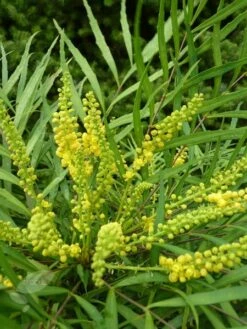 Mahonia Eurybracteata Subsp. Ganpinensis 'Soft Caress' (PBR) 12 Mahonia Eurybracteata Subsp. Ganpinensis 'Soft Caress' (PBR) -plant store pl2000020849 card4 lg