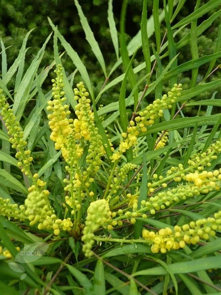 Mahonia Eurybracteata Subsp. Ganpinensis 'Soft Caress' (PBR) 6 Mahonia Eurybracteata Subsp. Ganpinensis 'Soft Caress' (PBR) - Image 4