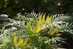 Mahonia Eurybracteata Subsp. Ganpinensis 'Soft Caress' (PBR) 13 Mahonia Eurybracteata Subsp. Ganpinensis 'Soft Caress' (PBR) -plant store pl2000020849 card5 lg