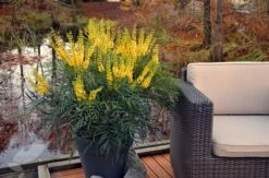 Mahonia Eurybracteata Subsp. Ganpinensis 'Soft Caress' (PBR) 14 Mahonia Eurybracteata Subsp. Ganpinensis 'Soft Caress' (PBR) -plant store pl2000020849 card6 lg