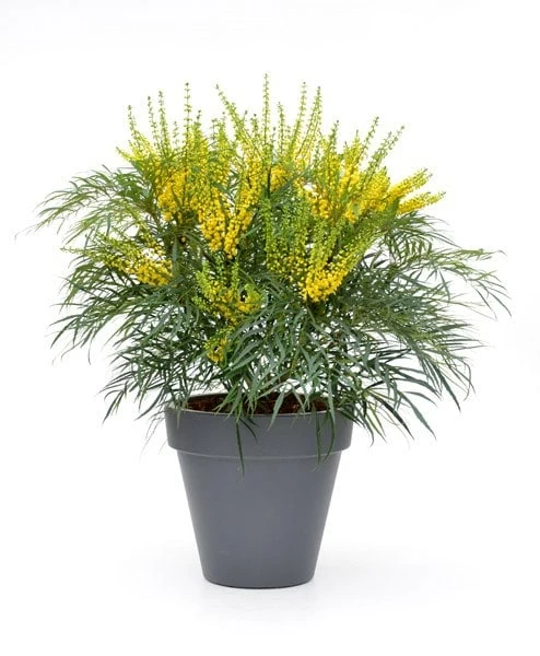Mahonia Eurybracteata Subsp. Ganpinensis 'Soft Caress' (PBR) 9 Mahonia Eurybracteata Subsp. Ganpinensis 'Soft Caress' (PBR) - Image 7