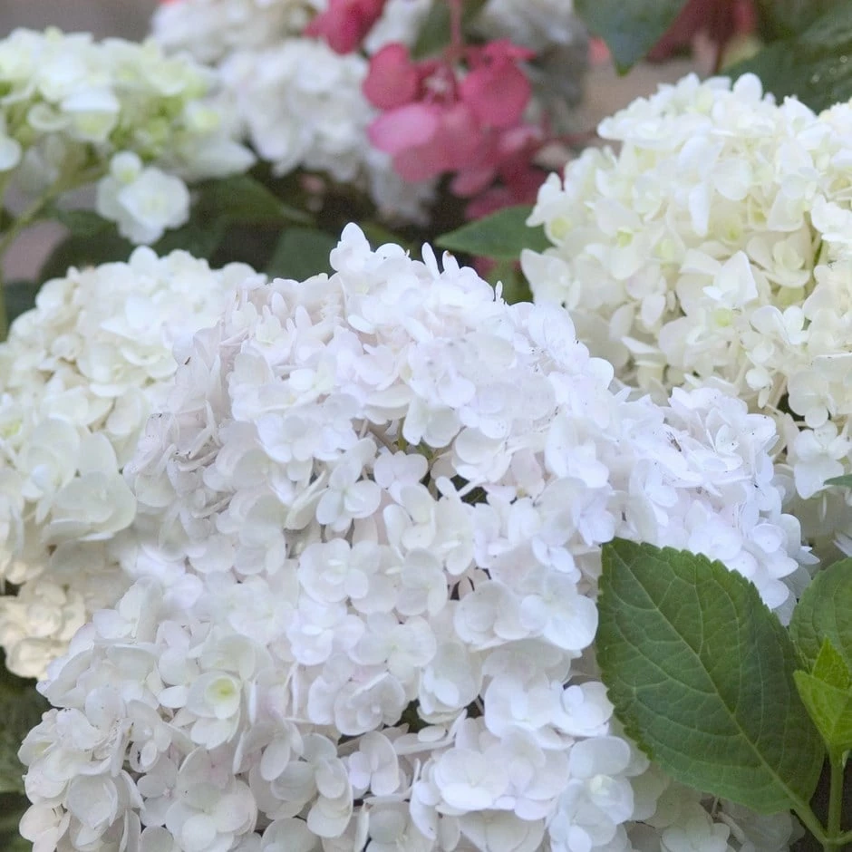 Hydrangea Macrophylla 'Blushing Bride' 3 Hydrangea Macrophylla 'Blushing Bride'