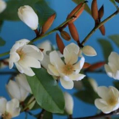 Magnolia Fairy Magnolia Cream ('MicJur02') (PBR) 11 Magnolia Fairy Magnolia Cream ('MicJur02') (PBR) -plant store pl2000020884 card3 lg