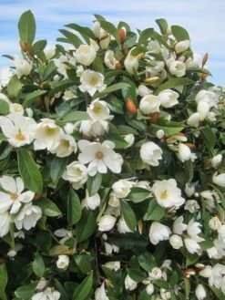 Magnolia Fairy Magnolia Cream ('MicJur02') (PBR) 12 Magnolia Fairy Magnolia Cream ('MicJur02') (PBR) -plant store pl2000020884 card4 lg