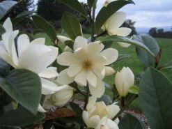 Magnolia Fairy Magnolia Cream ('MicJur02') (PBR) 13 Magnolia Fairy Magnolia Cream ('MicJur02') (PBR) -plant store pl2000020884 card5 lg
