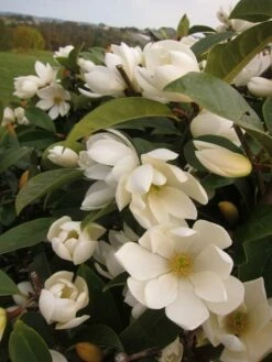 Magnolia Fairy Magnolia Cream ('MicJur02') (PBR) 15 Magnolia Fairy Magnolia Cream ('MicJur02') (PBR) -plant store pl2000020884 card7 lg