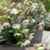 Helleborus × Sahinii 'Winterbells' (PBR) 2 Helleborus × Sahinii 'Winterbells' (PBR) -plant store pl2000020890