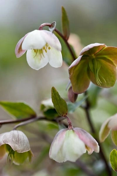 Helleborus × Sahinii 'Winterbells' (PBR) 4 Helleborus × Sahinii 'Winterbells' (PBR) - Image 2