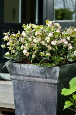 Helleborus × Sahinii 'Winterbells' (PBR) 8 Helleborus × Sahinii 'Winterbells' (PBR) -plant store pl2000020890 card3 lg