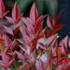 Nandina Domestica Obsessed ('Seika') (PBR) -plant store pl2000020896