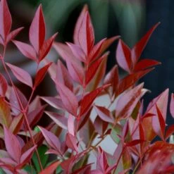 Nandina Domestica Obsessed ('Seika') (PBR)