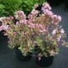 Weigela Florida Magical Rainbow ('Kolmagira') (PBR) -plant store pl2000020903