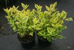 Weigela Florida Magical Rainbow ('Kolmagira') (PBR) -plant store pl2000020903 card4 lg