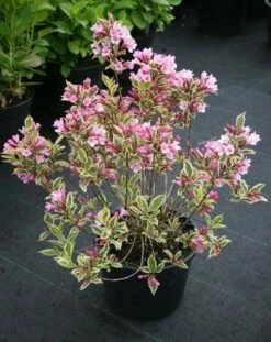 Weigela Florida Magical Rainbow ('Kolmagira') (PBR) -plant store pl2000020903 card5 lg