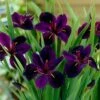 Iris 'Black Gamecock' -plant store pl2000020914