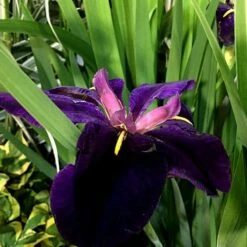 Iris 'Black Gamecock' -plant store pl2000020914 card3 lg