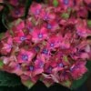 Hydrangea Macrophylla Glam Rock ('Horwack') (PBR) 2 Hydrangea Macrophylla Glam Rock ('Horwack') (PBR) -plant store pl2000020917