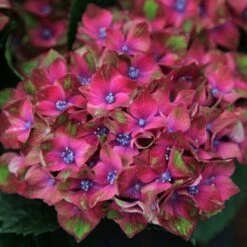 Hydrangea Macrophylla Glam Rock ('Horwack') (PBR)