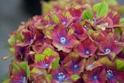 Hydrangea Macrophylla Glam Rock ('Horwack') (PBR) -plant store pl2000020917 card3 lg
