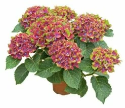 Hydrangea Macrophylla Glam Rock ('Horwack') (PBR) -plant store pl2000020917 card4 lg