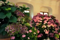 Hydrangea Macrophylla Glam Rock ('Horwack') (PBR) -plant store pl2000020917 card5 lg