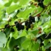 Mulberry 'Wellington' -plant store pl2000020938