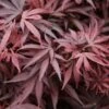 Acer Palmatum 'Shaina' -plant store pl2000020945