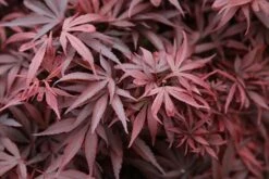 Acer Palmatum 'Shaina' -plant store pl2000020945 card4 lg