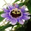 Passiflora 'Purple Haze' -plant store pl2000020952