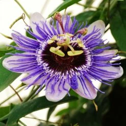 Featured Products 9 Passiflora 'Purple Haze'