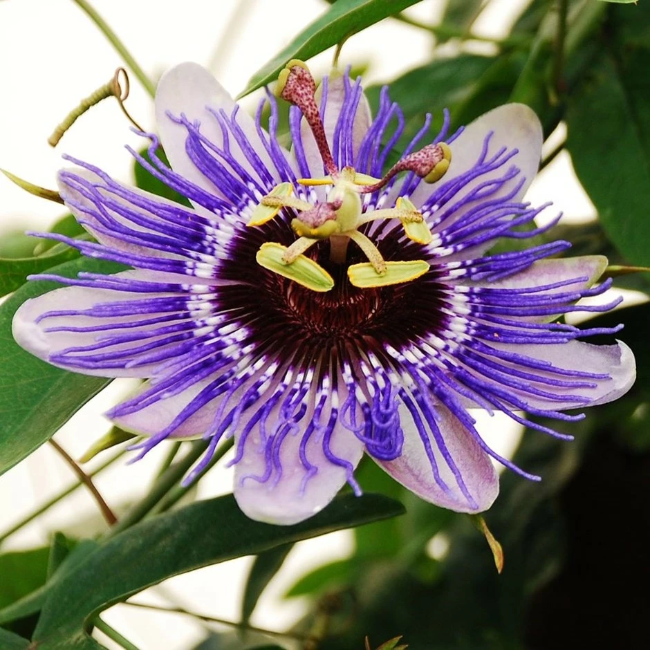 Passiflora 'Purple Haze' 3 Passiflora 'Purple Haze'