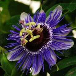 Passiflora 'Purple Haze' 6 Passiflora 'Purple Haze' -plant store pl2000020952 card2 lg