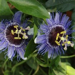 Passiflora 'Purple Haze' 7 Passiflora 'Purple Haze' -plant store pl2000020952 card3 lg
