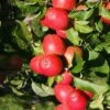 Apple 'Little Pax' 2 Apple 'Little Pax' -plant store pl2000020963