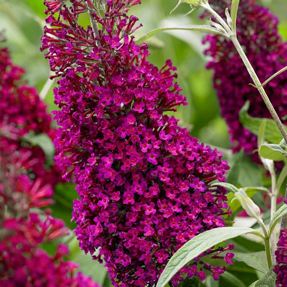 Buddleja Sugar Plum ('Lonplum') (PBR) 3 Buddleja Sugar Plum ('Lonplum') (PBR)