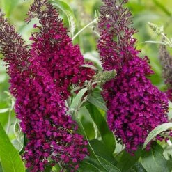 Buddleja Sugar Plum ('Lonplum') (PBR) 12 Buddleja Sugar Plum ('Lonplum') (PBR) -plant store pl2000020986 card3 lg