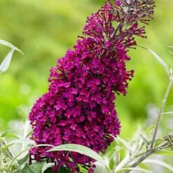 Buddleja Sugar Plum ('Lonplum') (PBR) 13 Buddleja Sugar Plum ('Lonplum') (PBR) -plant store pl2000020986 card4 lg