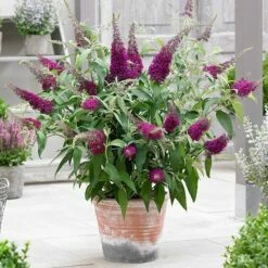 Buddleja Sugar Plum ('Lonplum') (PBR) 14 Buddleja Sugar Plum ('Lonplum') (PBR) -plant store pl2000020986 card5 lg