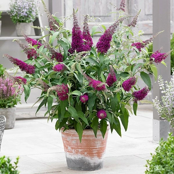 Buddleja Sugar Plum ('Lonplum') (PBR) 7 Buddleja Sugar Plum ('Lonplum') (PBR) - Image 5