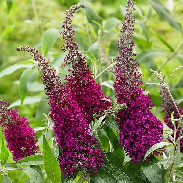 Buddleja Sugar Plum ('Lonplum') (PBR) 9 Buddleja Sugar Plum ('Lonplum') (PBR) - Image 7