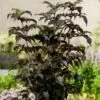 Sambucus Nigra F. Porphyrophylla Black Tower ('Eiffel 1') (PBR) 2 Sambucus Nigra F. Porphyrophylla Black Tower ('Eiffel 1') (PBR) -plant store pl2000020988