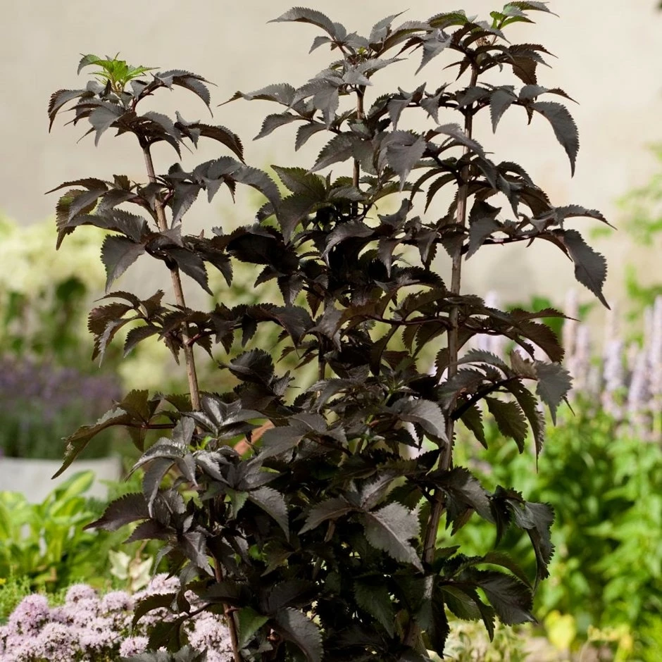 Sambucus Nigra F. Porphyrophylla Black Tower ('Eiffel 1') (PBR) 3 Sambucus Nigra F. Porphyrophylla Black Tower ('Eiffel 1') (PBR)