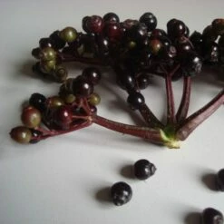 Sambucus Nigra F. Porphyrophylla Black Tower ('Eiffel 1') (PBR) 13 Sambucus Nigra F. Porphyrophylla Black Tower ('Eiffel 1') (PBR) -plant store pl2000020988 card3 lg