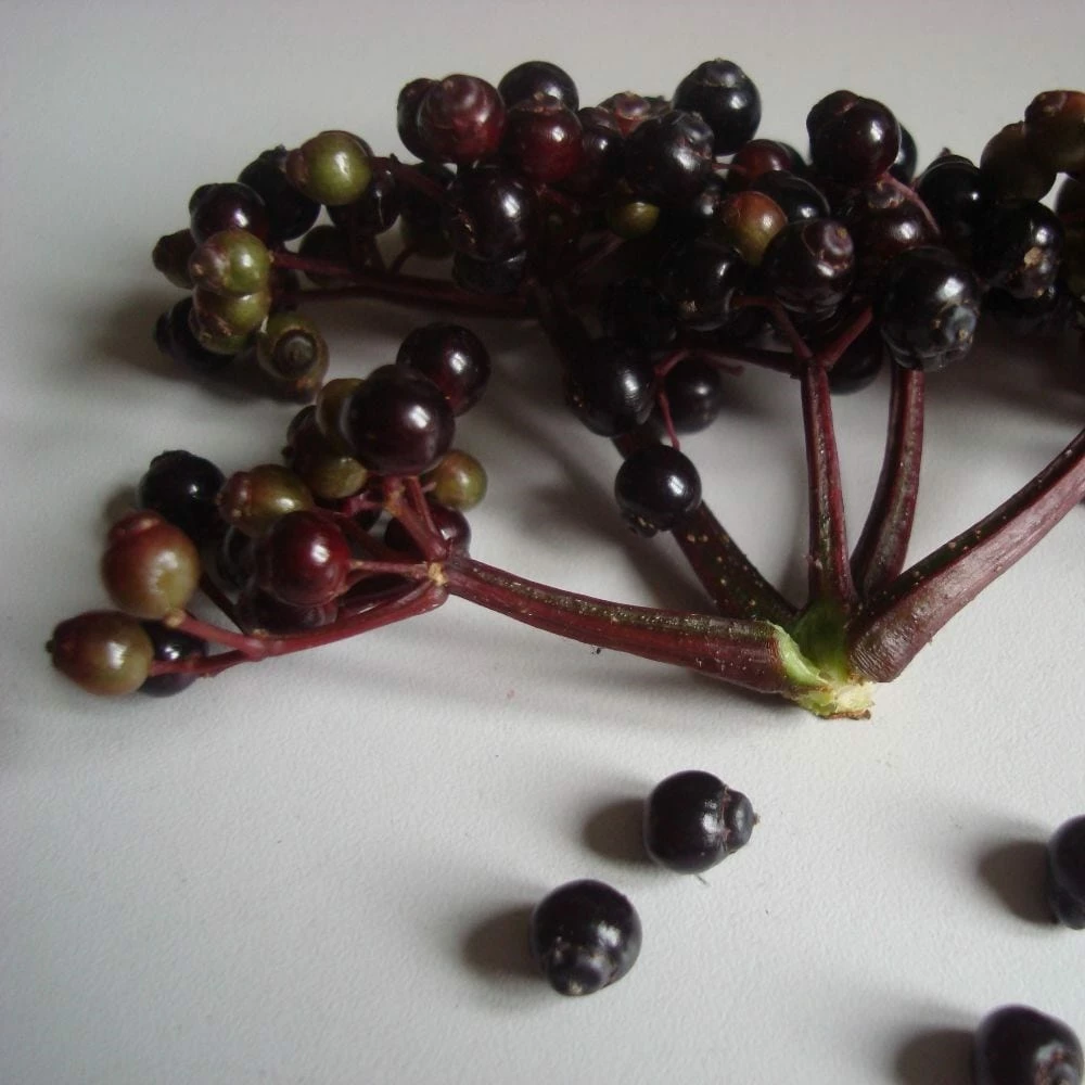 Sambucus Nigra F. Porphyrophylla Black Tower ('Eiffel 1') (PBR) 5 Sambucus Nigra F. Porphyrophylla Black Tower ('Eiffel 1') (PBR) - Image 3