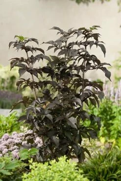 Sambucus Nigra F. Porphyrophylla Black Tower ('Eiffel 1') (PBR) 14 Sambucus Nigra F. Porphyrophylla Black Tower ('Eiffel 1') (PBR) -plant store pl2000020988 card4 lg
