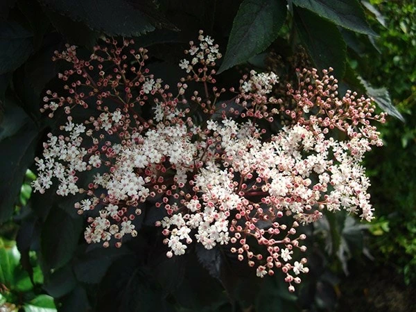 Sambucus Nigra F. Porphyrophylla Black Tower ('Eiffel 1') (PBR) 8 Sambucus Nigra F. Porphyrophylla Black Tower ('Eiffel 1') (PBR) - Image 6