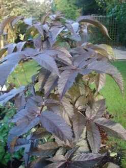 Sambucus Nigra F. Porphyrophylla Black Tower ('Eiffel 1') (PBR) 17 Sambucus Nigra F. Porphyrophylla Black Tower ('Eiffel 1') (PBR) -plant store pl2000020988 card7 lg