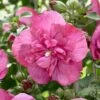 Hibiscus Syriacus Magenta Chiffon ('Rwoods5') (PBR) (Chiffon Series) -plant store pl2000020989