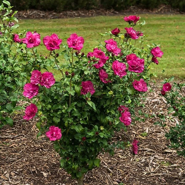 Hibiscus Syriacus Magenta Chiffon ('Rwoods5') (PBR) (Chiffon Series) 4 Hibiscus Syriacus Magenta Chiffon ('Rwoods5') (PBR) (Chiffon Series) - Image 2